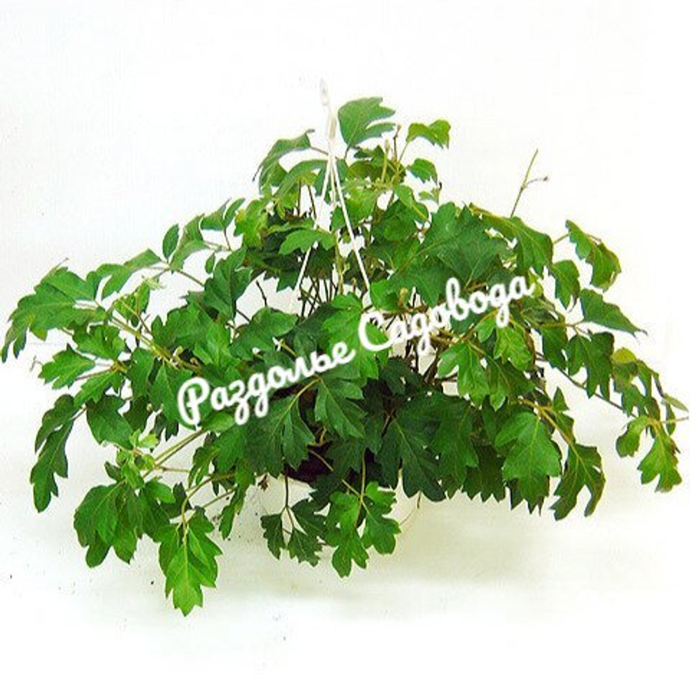 Циссус (берёзка) (подвесное кашпо 3.2л)