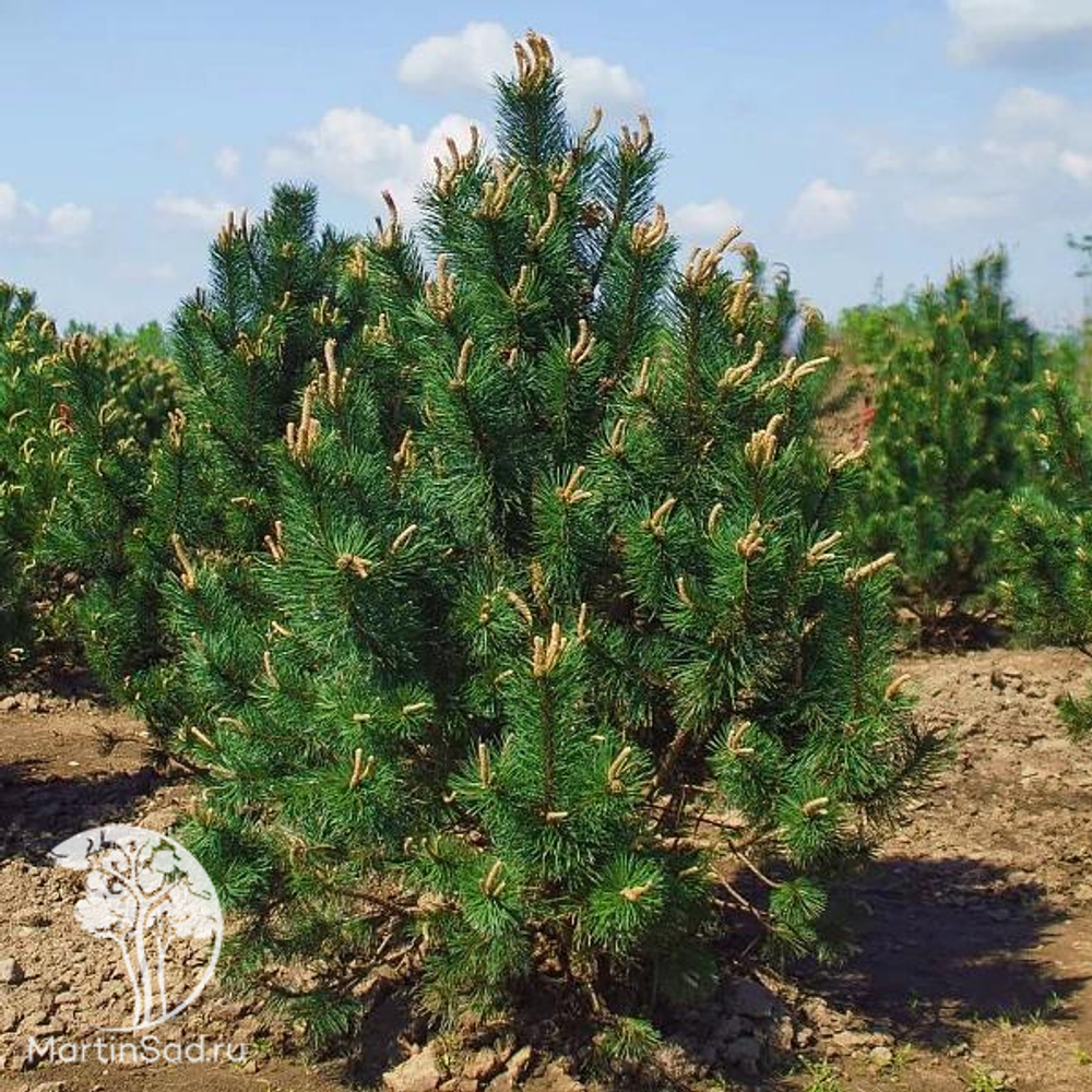 Сосна горная Унцината (ком) 350-400