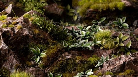 GGLP-PL  Laser Plants - Plantain Lily