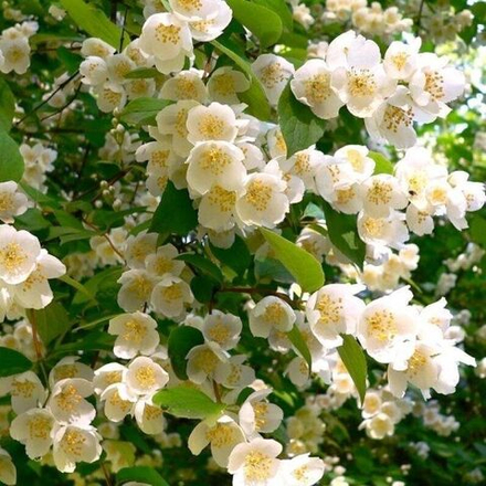 Чубушник  Венечный