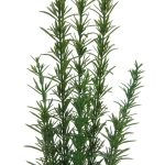 Цветок искусственный в горшке «Розмарин» 35см