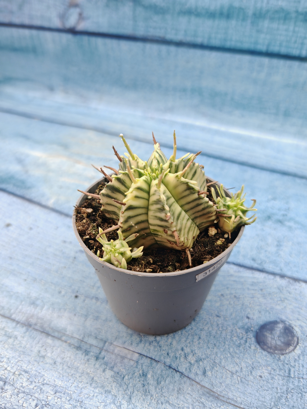 Euphorbia meloformis f. Variegated (Эуфорбия вариегатная)