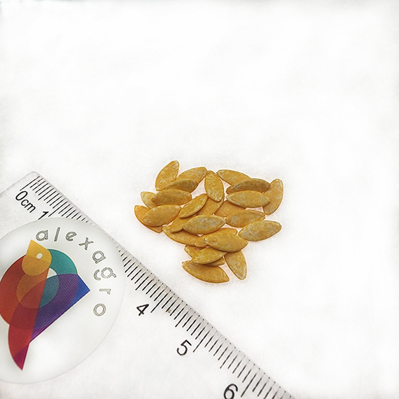 ПОСАДСКИЙ F1 семена огурца (Enza Zaden | Alexagro) – фото 2