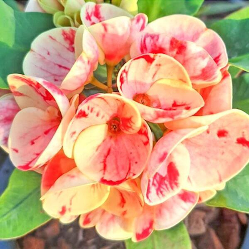 Эуфорбия Миля RAB NGERN RAB THONG