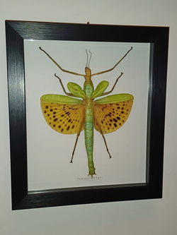 Палочник Paracyphocrania major в рамке