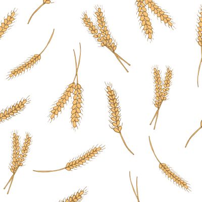 колосок пшеницы