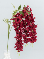 Глициния ампельная Маркиза