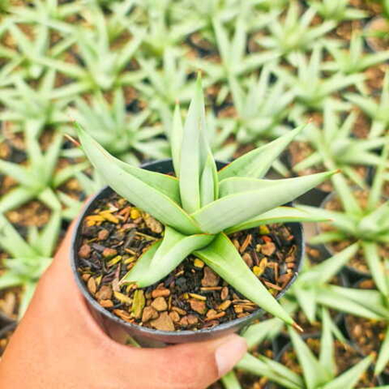 Сансевиерия CHANIN THORUT