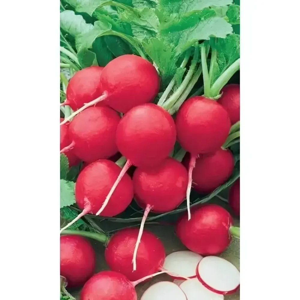 Семена Редис 16 дневный (УД) Е/П