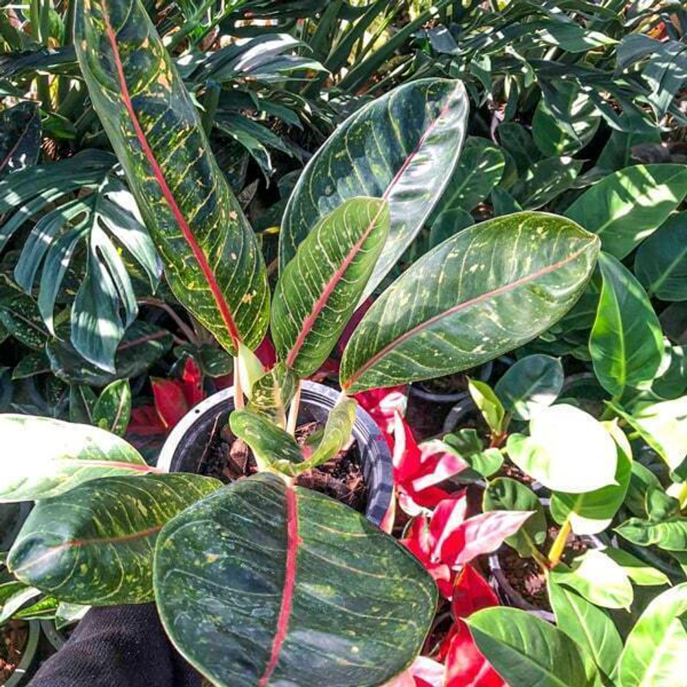 Аглаонема KU BANGLANG OLD