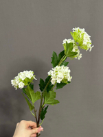 Калина белая (h71 см)