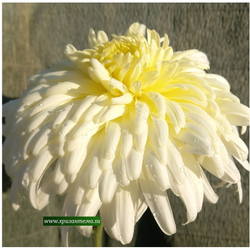 Хризантема крупноцветковая Dorridge Crystal /ан 17/поставка май 2026г/