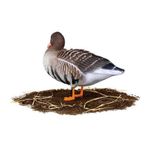 Комплект чучел Белолобый (10шт) S-XPE B622-3D "North Way"