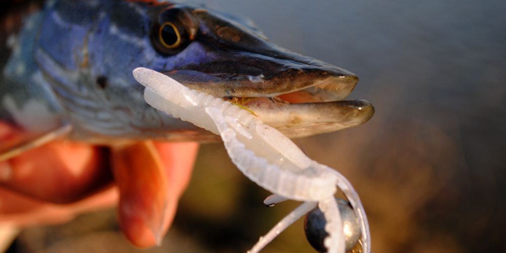 Мягкая приманка Lucky John Series HOGY SHRIMP 2,2in (56 мм), цвет PA01, 10 шт/уп