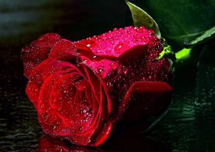 Роза "Эксплорер"