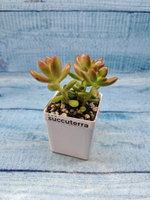 Sedum Nussbaumerianum (Седум)