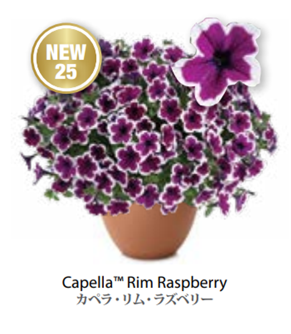Новинка 25 ЕВРО Petunia Capella Rim Raspberry укорененный черенок февраль 26 DAN