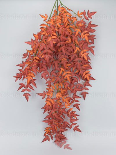 Ампельный рускус Ремарк