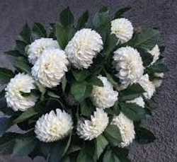 Георгин Хапет принцесс (Hapet Princess)