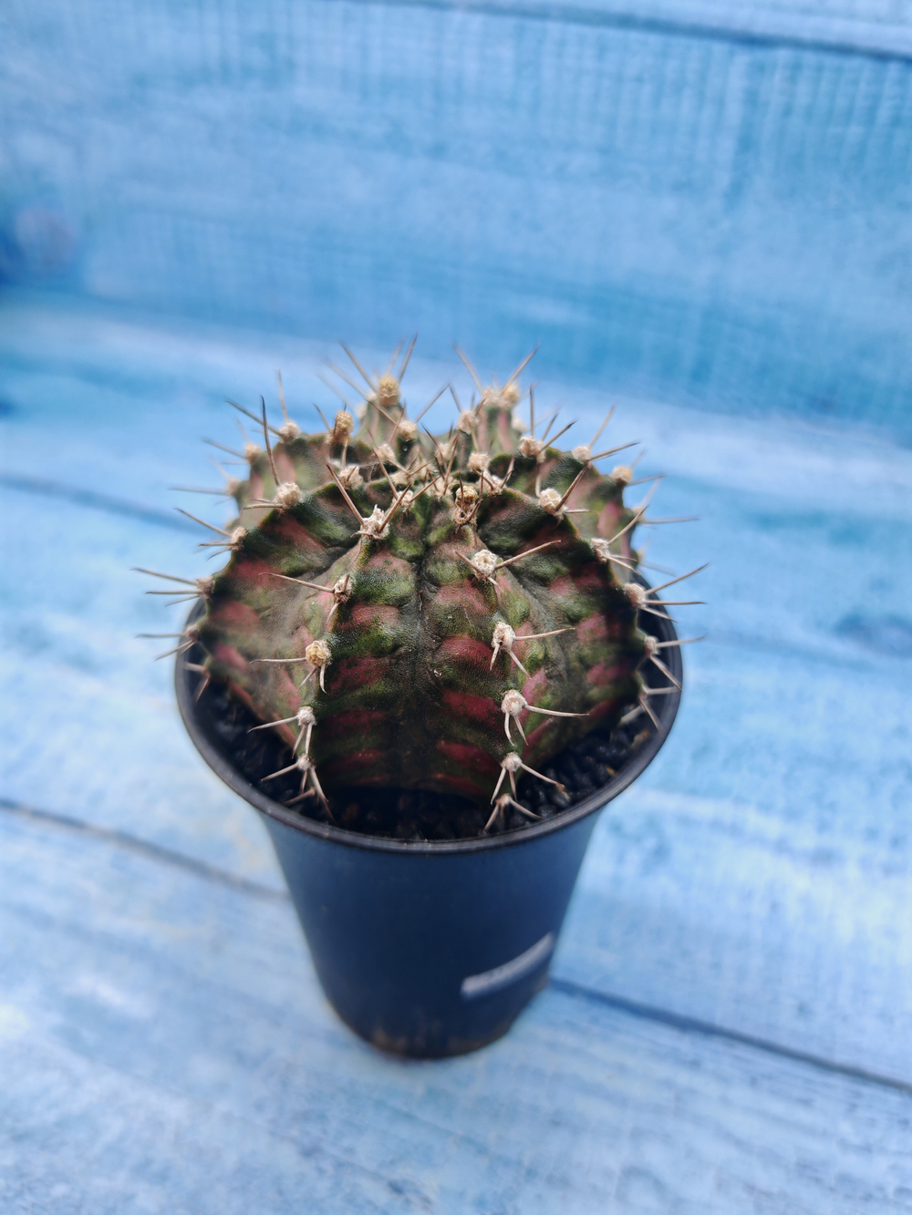 Gymnocalycium T-Rex Pink hybrid (Гимнокалициум T-rex)
