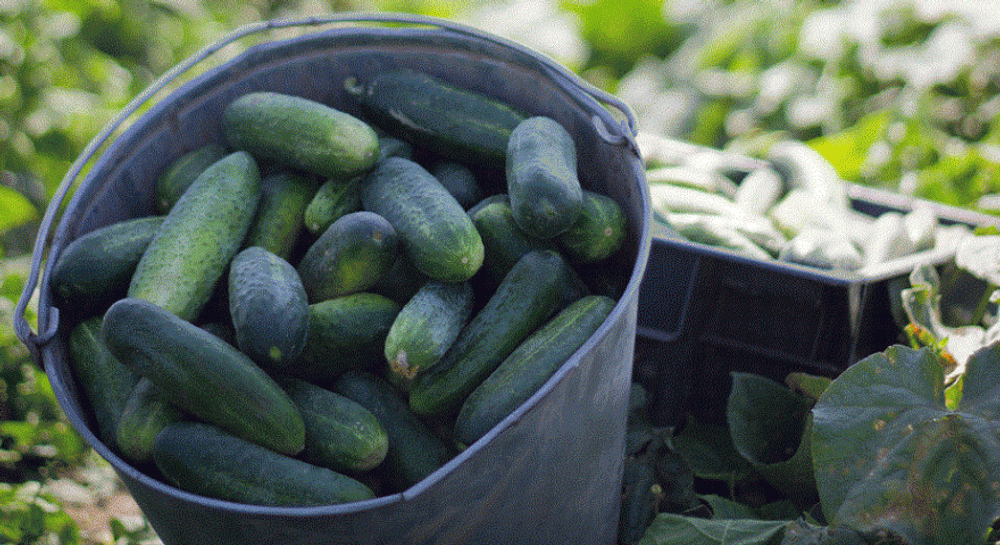 Надюша F1 семена огурца пчелоопыляемого (Seminis / Семинис)