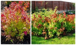 Спирея японская Макрофила С3 Закупка М60 июнь 2026