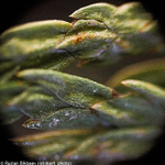 Микроскоп Levenhuk Rainbow 50L PLUS Лазурь