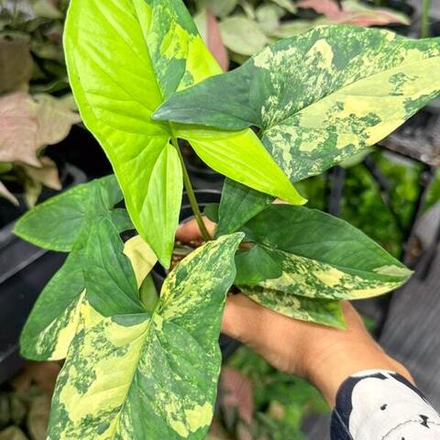 Сингониум AUREA VAR