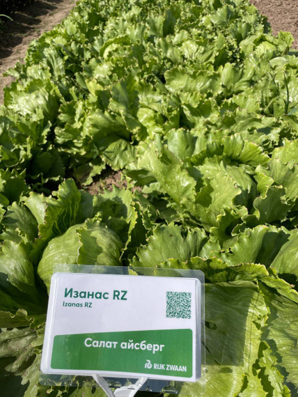 Изанас семена салата айсберг Rijk Zwaan-Райк Цваан купить оптом – фото 9