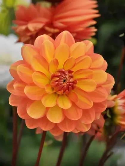 Георгин декоративный Грейслэнд