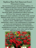 Вербена Красный блюз blues red вегетативная