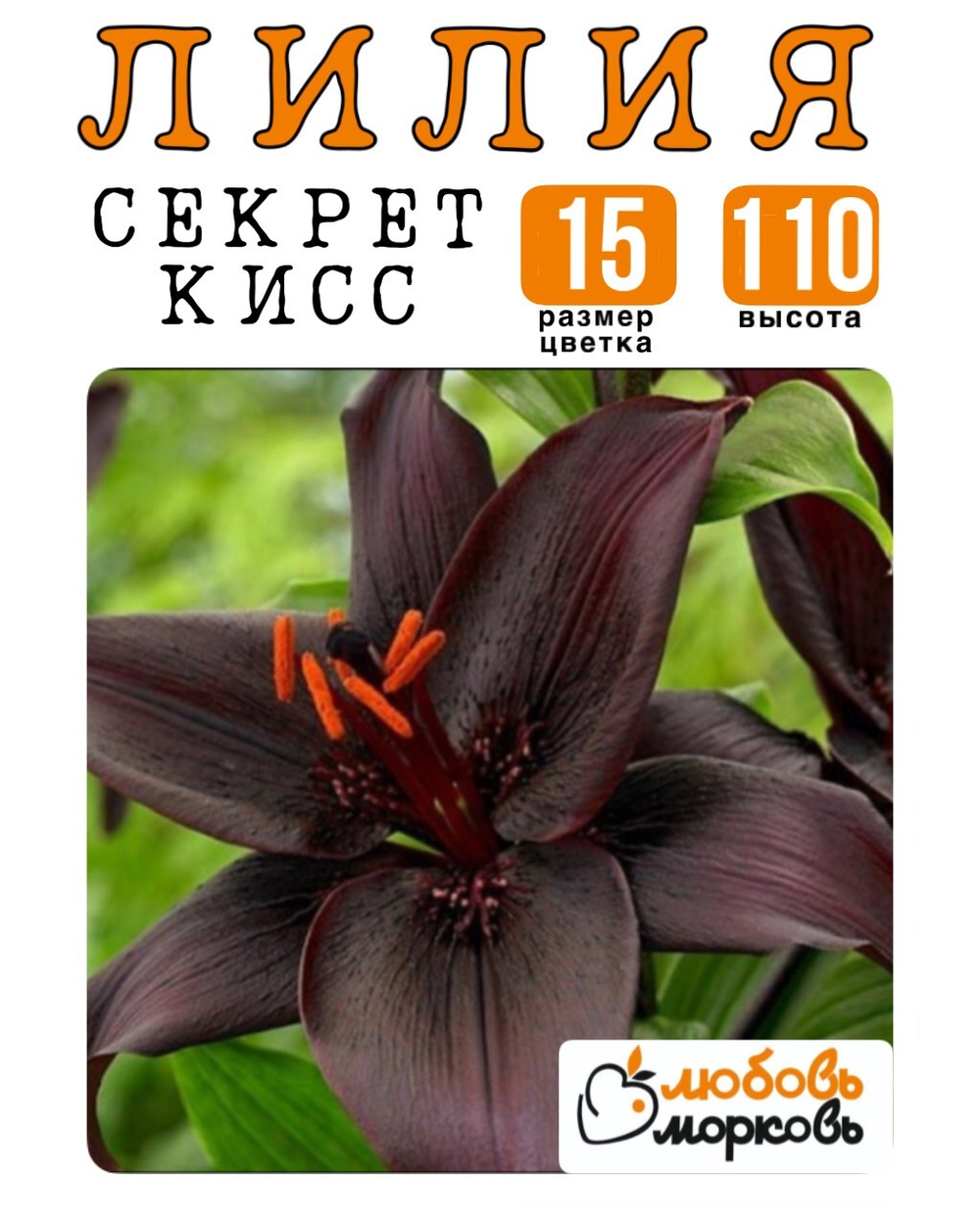 Лилия Луковица, Секрет Кисс, азиатский гибрид, 1 шт