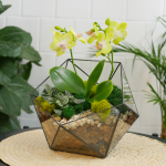Готовый флорариум с желтой орхидеей Икос