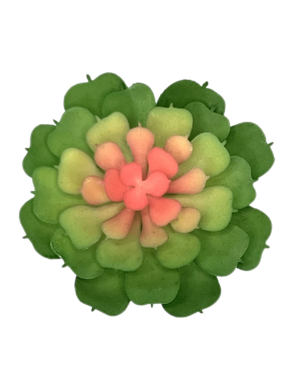 Суккулент 108 зеленый