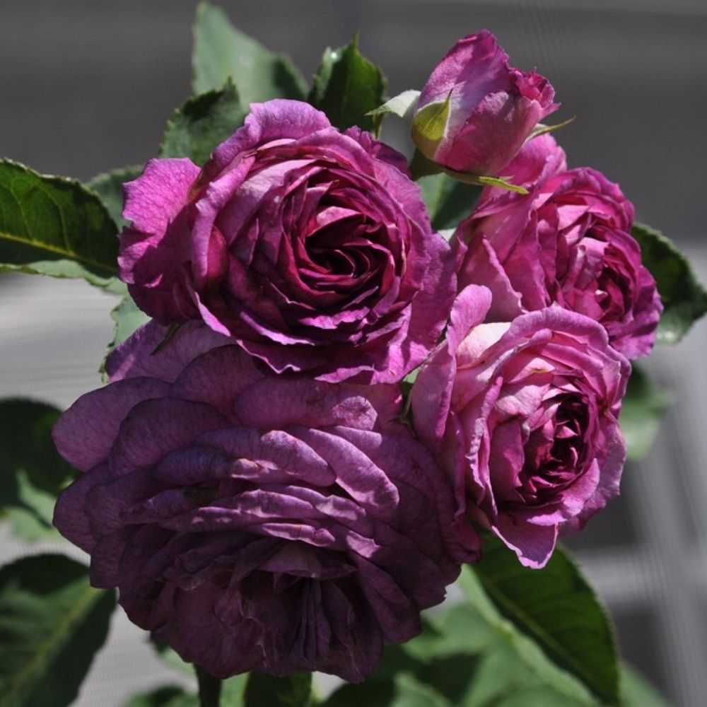 Лавендер Краш (Lavender Crush)