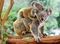 Puzzle Koala Love