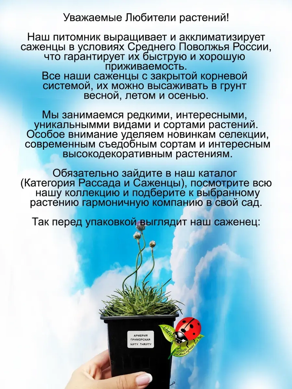 Армерия Нифти Трифти приморская вариегатная