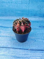 Gymnocalycium Variegata (Гимнокалициум Вариегатный)
