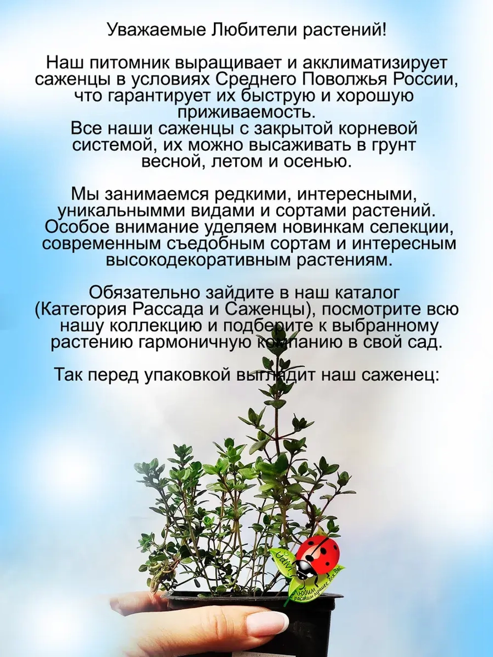 Чабрец Лимонный