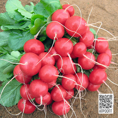 РОЛЕКС F1 семена редиса (Bejo | Alexagro)