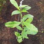 Хойя ERYTHRINA SPLASH