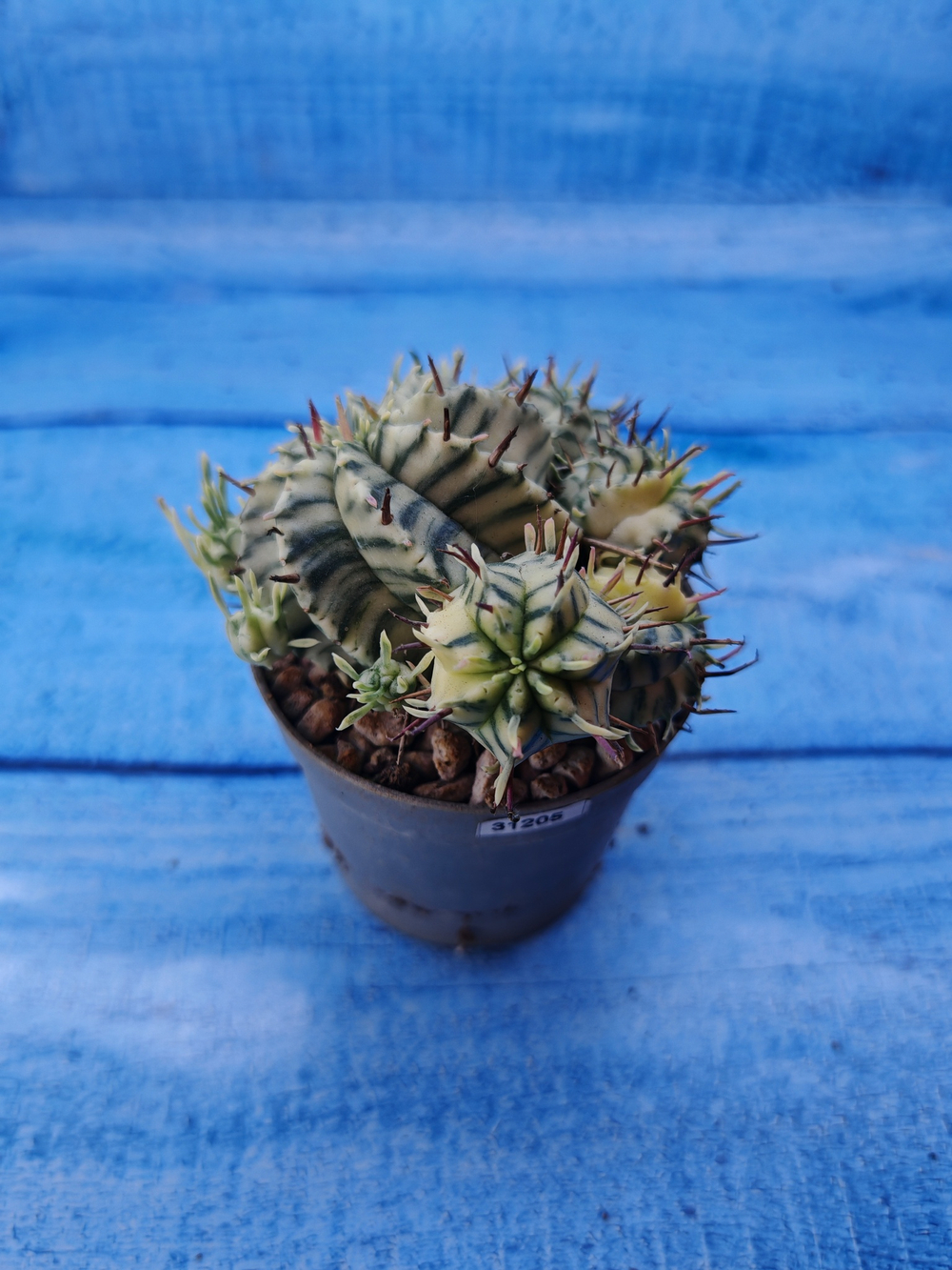 Euphorbia meloformis f. Variegated (Эуфорбия вариегатная)