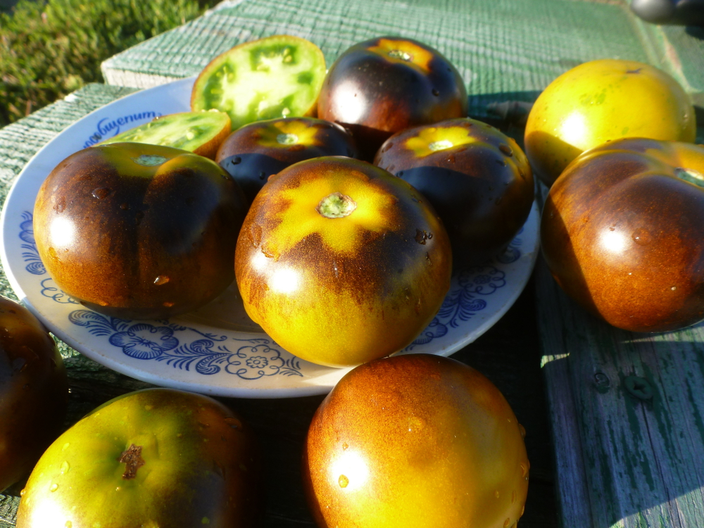 Помидоры - Blue Green Zebra - Сине-зелёная Зебра