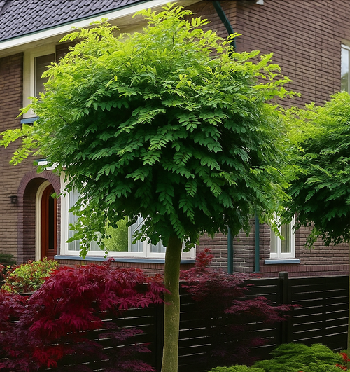 Акация (робиния) "UMBRACULIFERA"