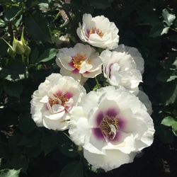 Айз Фо Ю (Eyes For You)