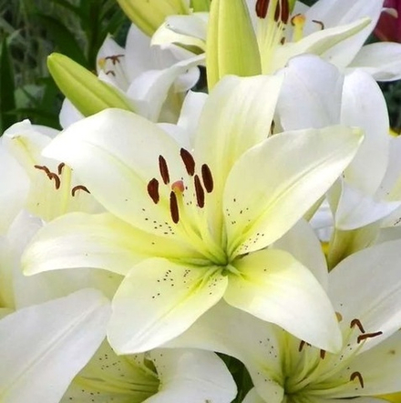 Лилия Сноудон (5 шт) Волжский Сад