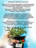 Клематис Розалин махровый