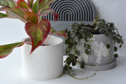 Кашпо Peperomia (под d10)