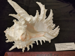 Мурекс Рамозус 135-250 мм