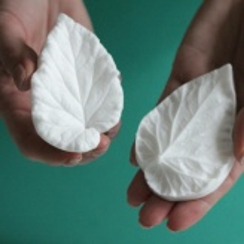 Вайнер лист Бегонии